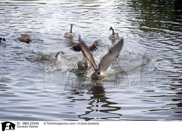 Canada Geese / MBS-22688