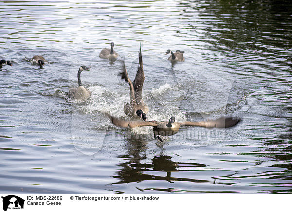 Canada Geese / MBS-22689