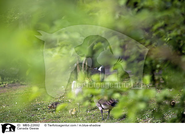 Canada Geese / MBS-22692