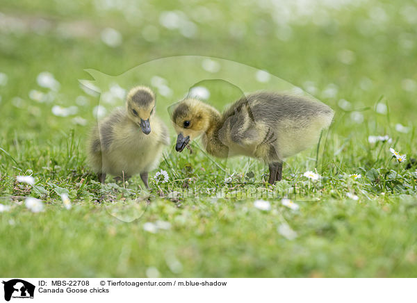 Canada Goose chicks / MBS-22708
