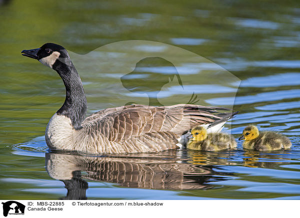 Canada Geese / MBS-22885