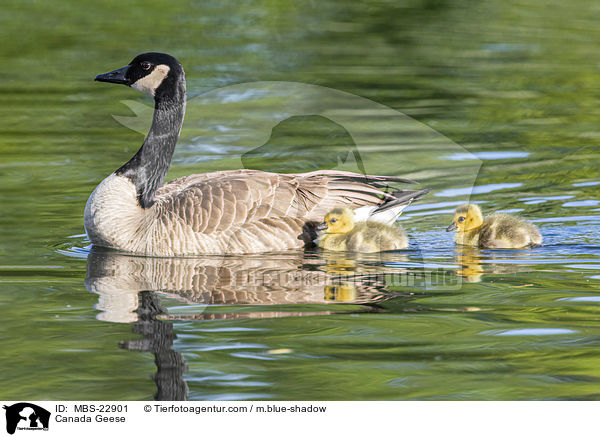 Canada Geese / MBS-22901