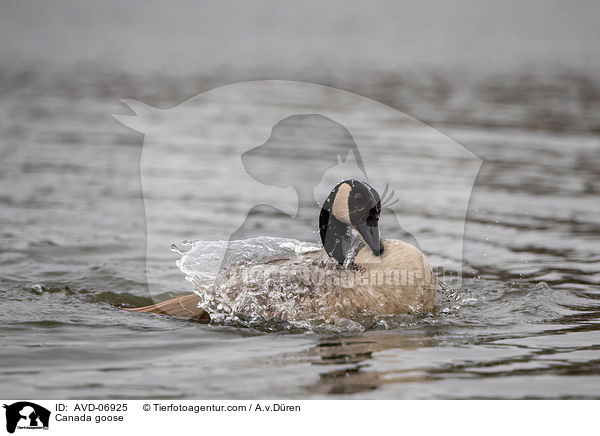 Canada goose / AVD-06925