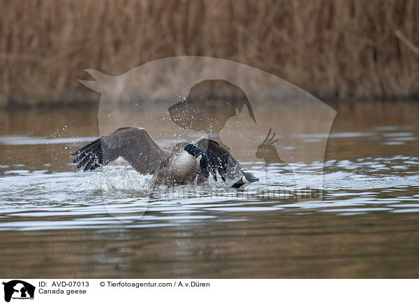 Canada geese / AVD-07013