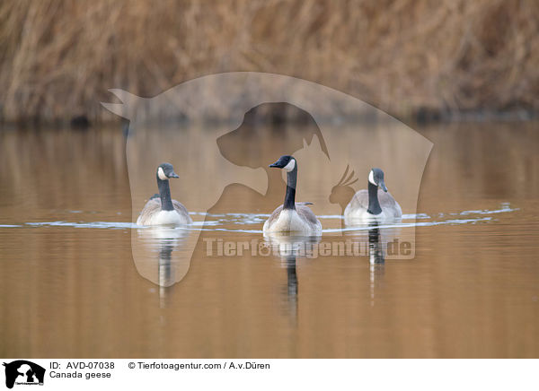 Kanadagnse / Canada geese / AVD-07038
