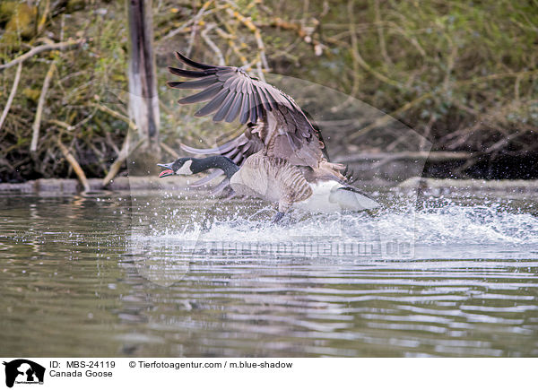 Kanadagans / Canada Goose / MBS-24119