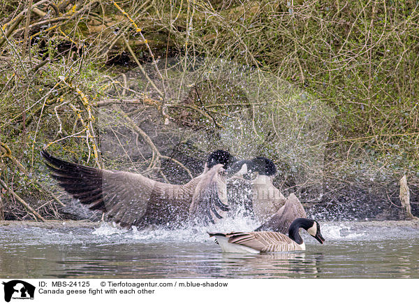 Canada geese fight with each other / MBS-24125