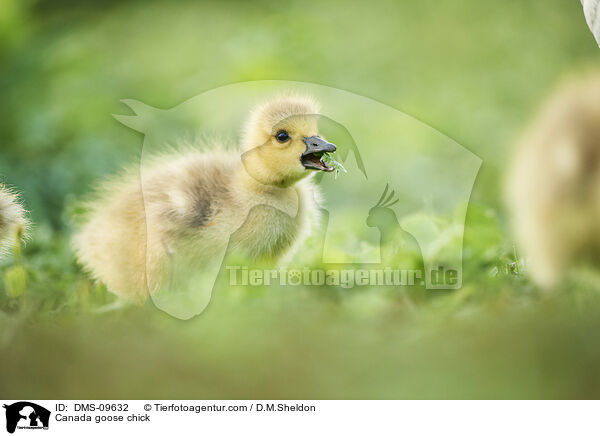 Canada goose chick / DMS-09632
