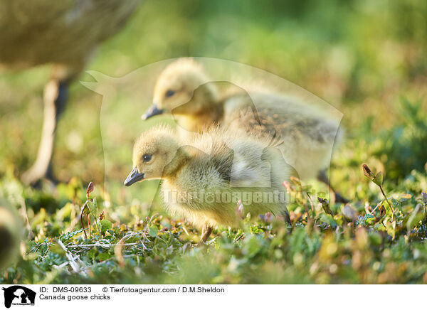 Canada goose chicks / DMS-09633