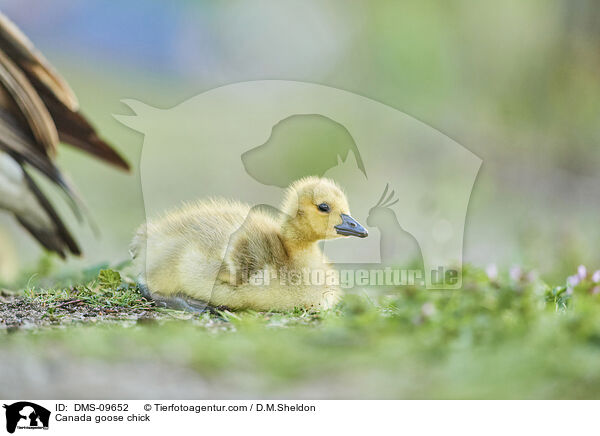 Canada goose chick / DMS-09652