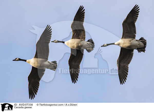 Kanadagnse / Canada geese / AVD-07338