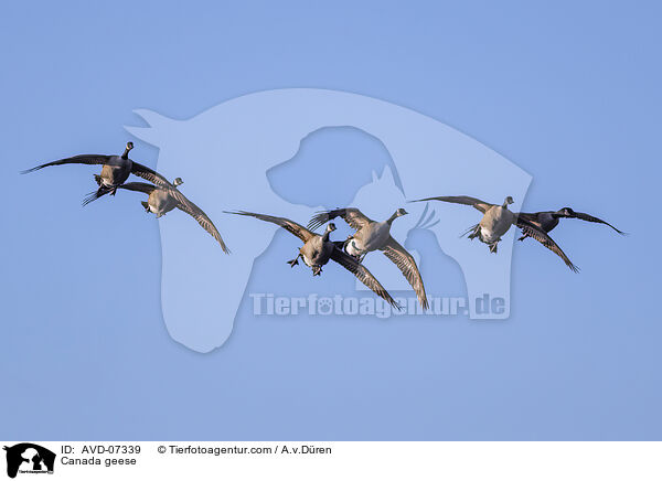 Kanadagnse / Canada geese / AVD-07339