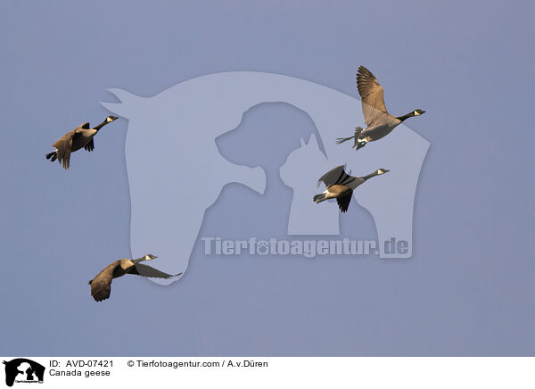 Canada geese / AVD-07421