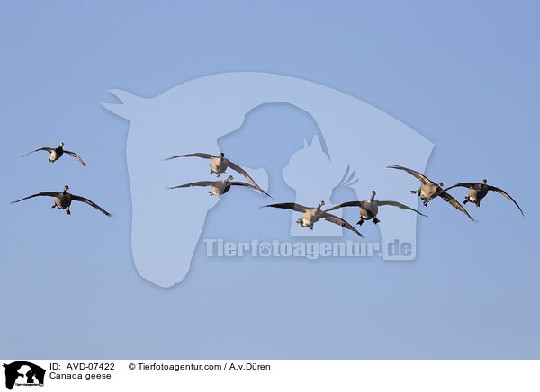 Kanadagnse / Canada geese / AVD-07422