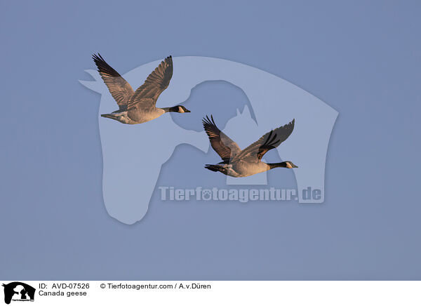 Canada geese / AVD-07526