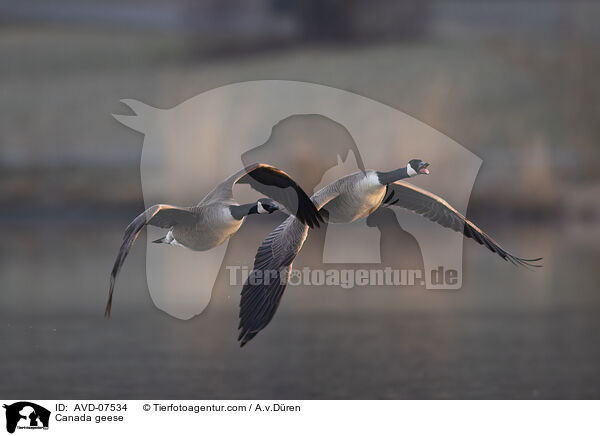 Kanadagnse / Canada geese / AVD-07534
