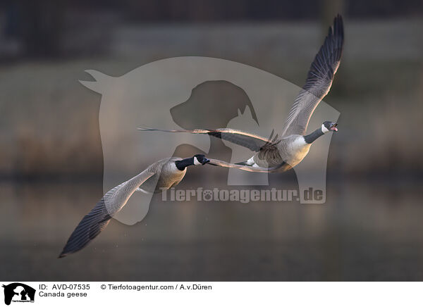 Kanadagnse / Canada geese / AVD-07535
