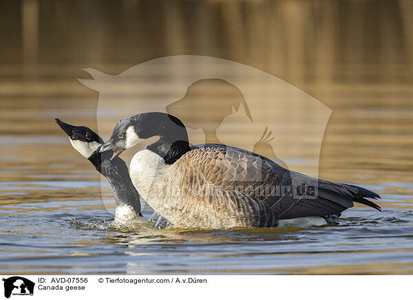 Kanadagnse / Canada geese / AVD-07556