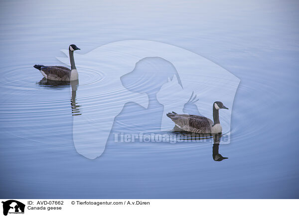 Canada geese / AVD-07662