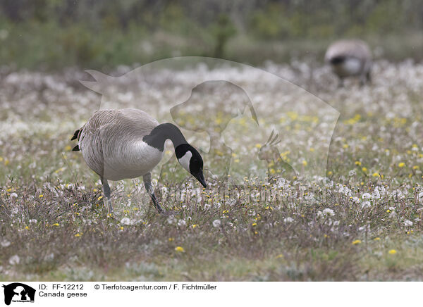 Canada geese / FF-12212