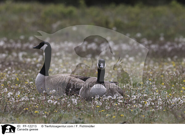 Canada geese / FF-12213