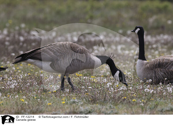 Canada geese / FF-12214