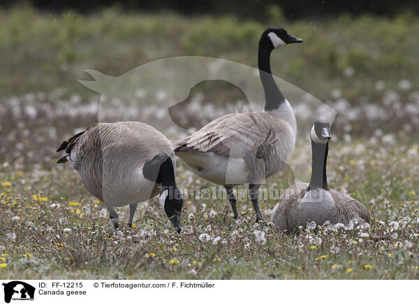 Canada geese / FF-12215