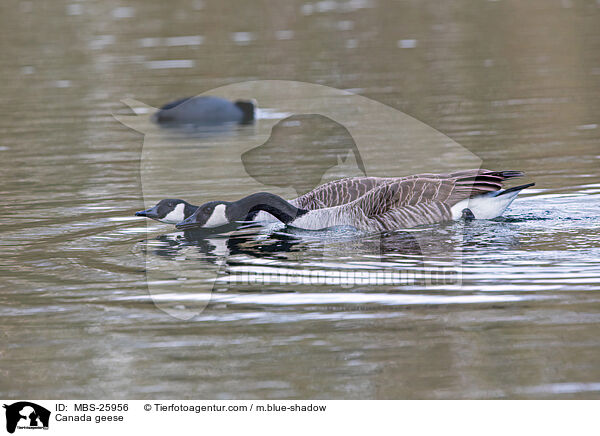 Canada geese / MBS-25956
