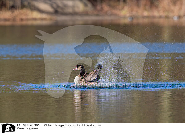 Kanadagans / Canada goose / MBS-25965