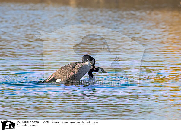 Canada geese / MBS-25976