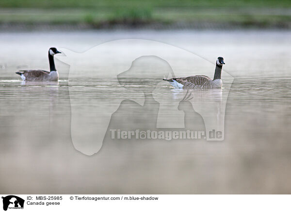 Canada geese / MBS-25985