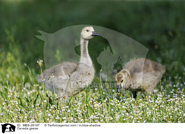 Canada geese / MBS-26187