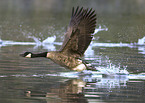 canada goose