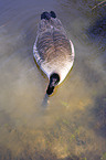 Canada Goose