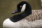 swimming canada goose