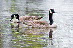 Canada geese