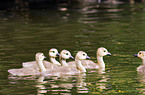 Canada geese