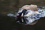 Canada goose