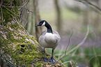 Canada goose