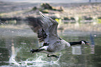 Canada goose