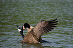 Canada, geese