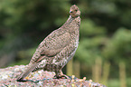 Canada grouse