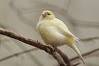 canary