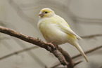 canary