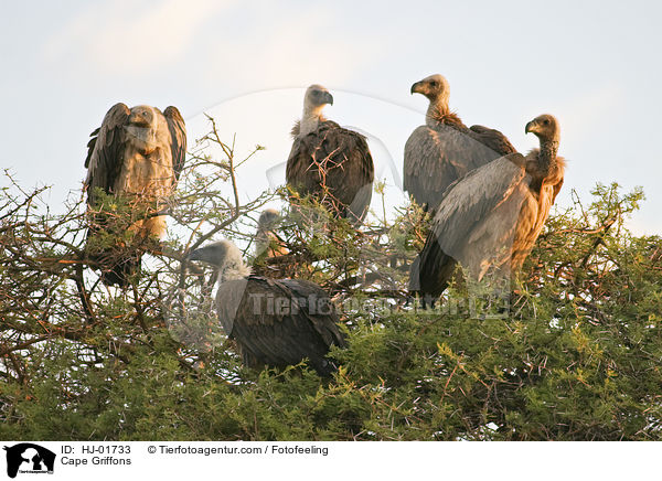 Cape Griffons / HJ-01733