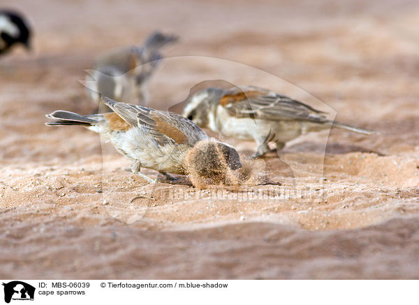 Kapsperlinge / cape sparrows / MBS-06039