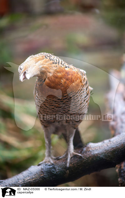 Auerhuhn / capercailye / MAZ-05066