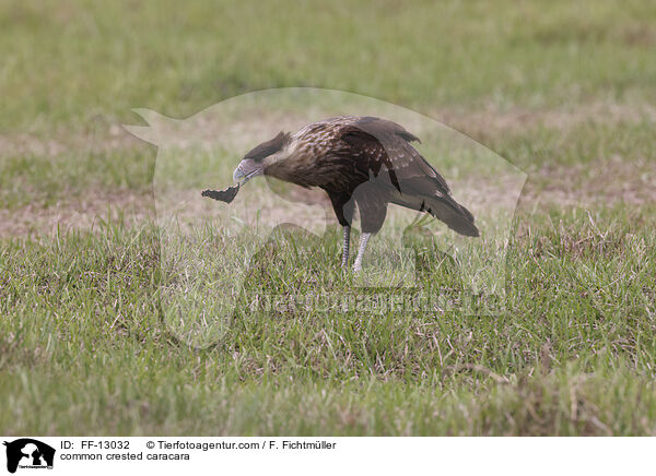 Schopfkarakara / common crested caracara / FF-13032