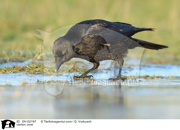 carrion crow / DV-02197