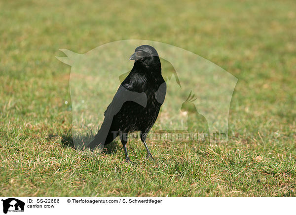 carrion crow / SS-22686